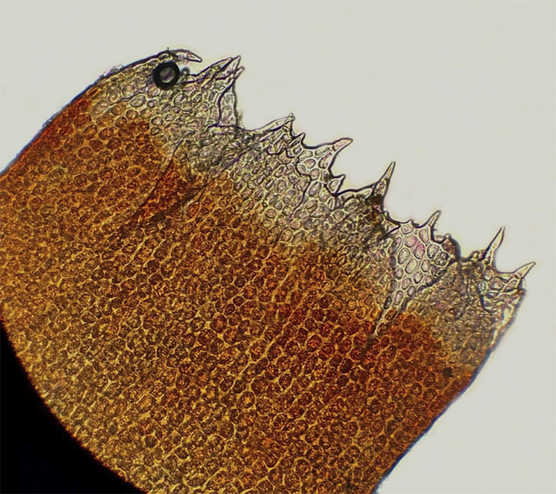 Barbilophozia sudetica